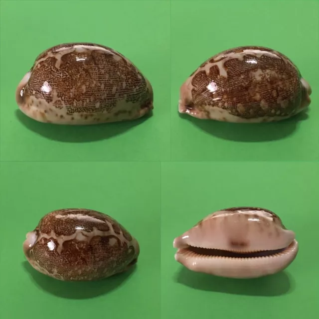 Cypraea mappa, Surigao del Norte, Philippines, 66 mm, DARK, A BEAUTY!