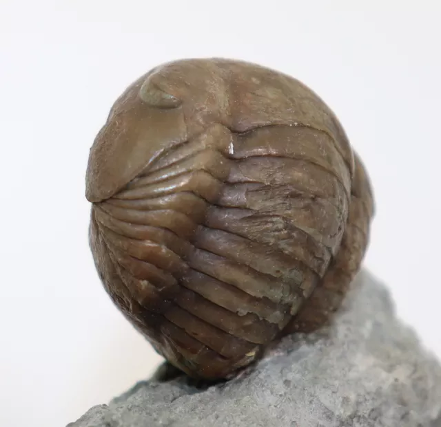 Trilobit, Illaenus sarsi, Ordovizium, Ljungsbro, Östergötland, Schweden -f867