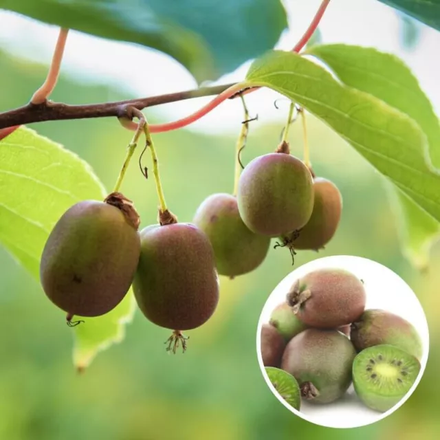 Actinidia arguta 'Domino' * - Mini-Kiwi femelle - Kiwaï