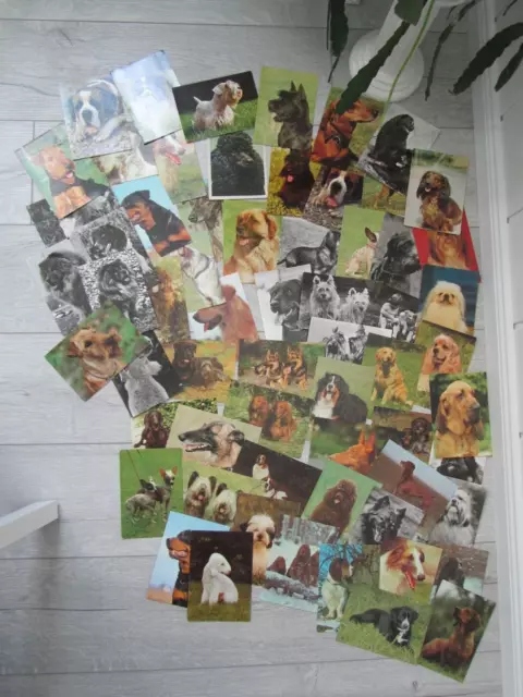 Hundepostkarten, Postkarten,Hunde, 63 Stück, DDR, Konvolut,unbeschrieben