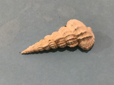 4 CORAUX SP Fossile Gastéropode Lutetien Cotentin Fresville 