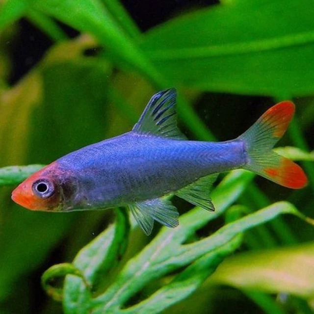 Group of 3 Live Juvenile Rummynose Rasboras Premium Freshwater Tropical Fish A++