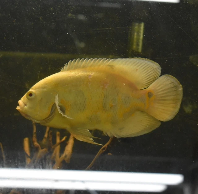 Live Lemon Oscar Cichlid (6" Large Freshwater Aquarium Fish) *PLS READ DESCR*