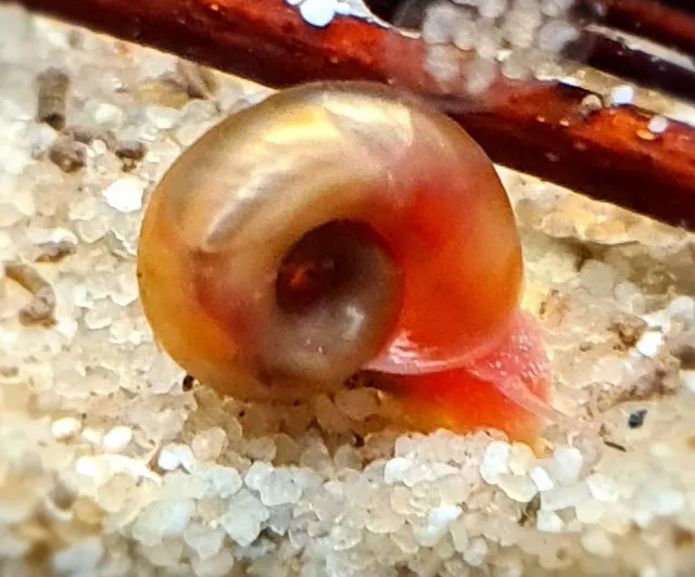 Ramshorn Snails + 🔥Free🔥 Calcium Cubes Aquarium Tropical Freshwater Fish Tank