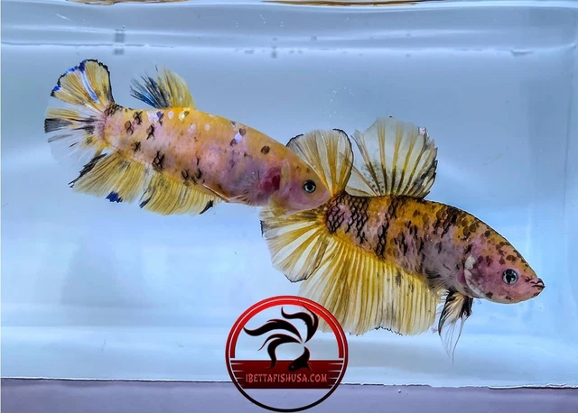 Live Betta Fish Giant Leopard Breeding Pair "USA SELLER"