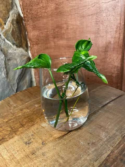 Epipremnum Aureum 'Shangri La' - 4 cuttings 3