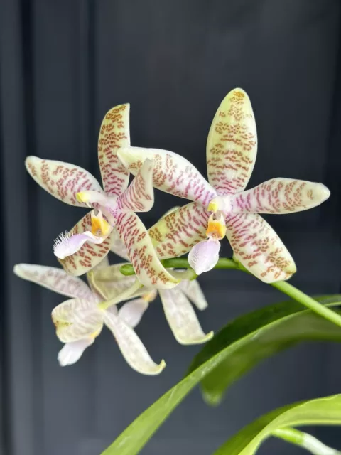 Orchid Phalaenopsis Phal. hieroglyphica × sib. Fragrant. Species. 3 SPIKES.