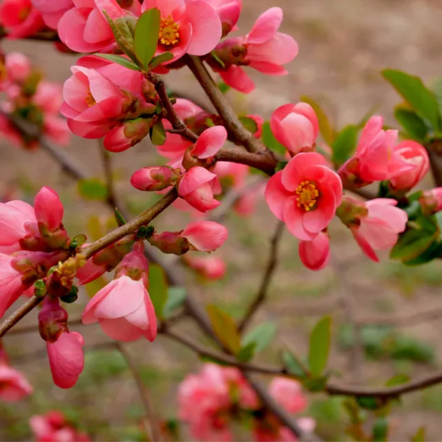 Chaenomeles × superba 'Pink Lady' / Japanese Quince, in 2L Pot