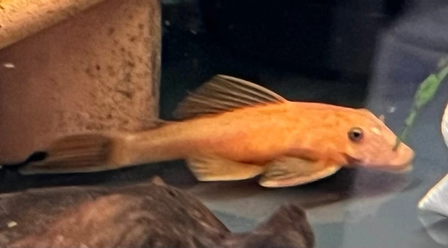 Super Red Bristlenose Pleco (x3) FREE SHIPPING!! 3