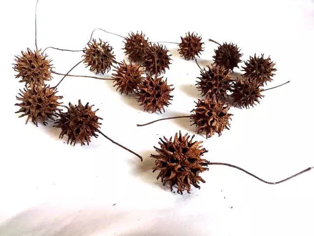 Witches Burr Sweet Gum PODS Lot of 15 Brown Crafts Floral