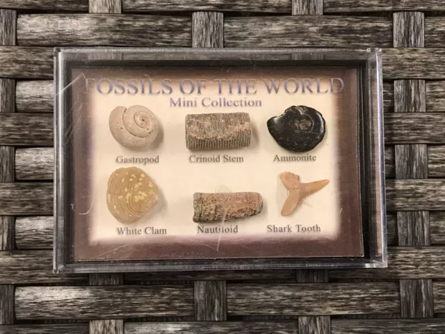 Fossils Of The World Mini Collection