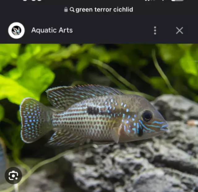 Green Terror Cichlid 1.5-2" Live Fish