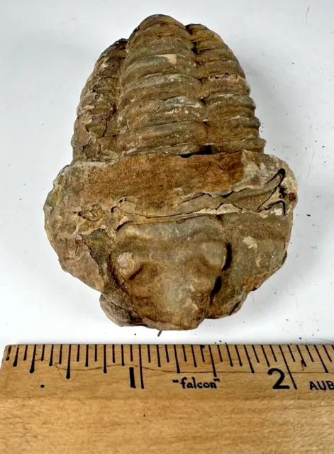 Authentic Fossilized Trilobite from Morocco.  Weight (grams):96