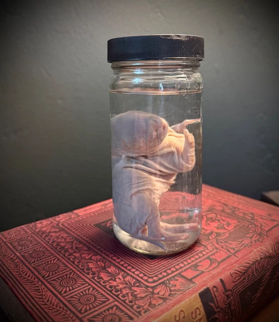 Slightly Unusual, Weird Stuff, Collectables - PicClick AU