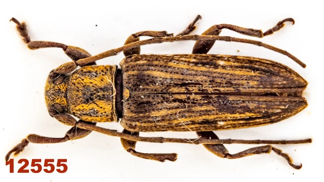 Cerambycidae: Lamiinae sp.  A2, 10 mm, Mounted, 1 pc