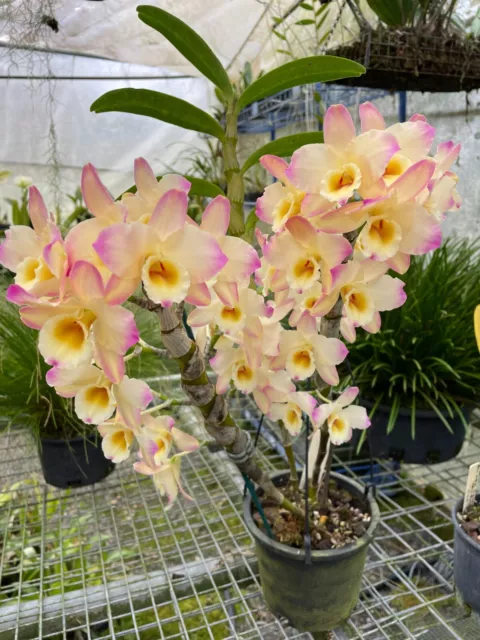 Orchid Dendrobium: Clarence Graceful'