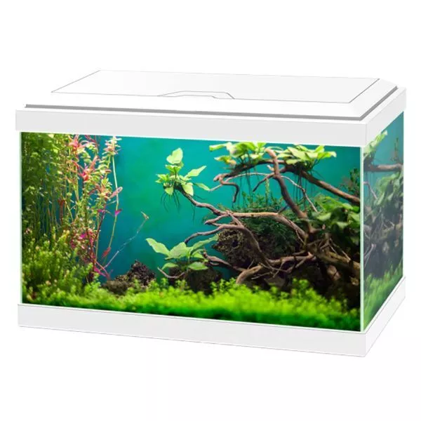 Ciano Aqua 20 Classic Aquarium 17L with Filter Beginner Fish Tank White or Black 3