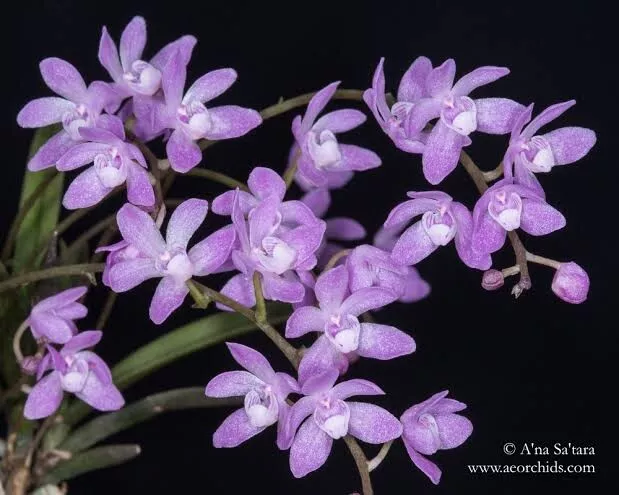 Sarcochilus Cicliliae [Species Orchid].