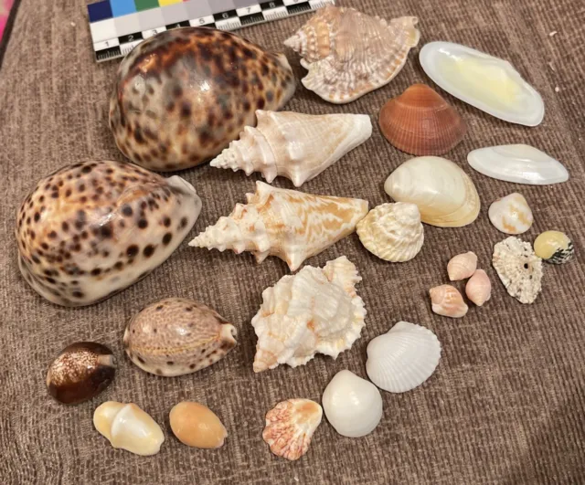 Small Mixed Selection Of Sea Shells For Display, Fish Tanks Etc