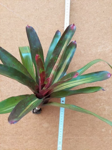 Neoregelia  Hybride, Bromelie, aufgebunden,  groß