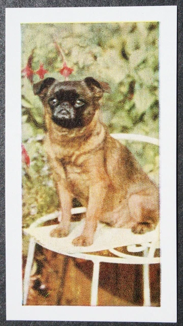 GRIFFON BRUXELLOIS  Vintage 1960's Photo Card   PC23M