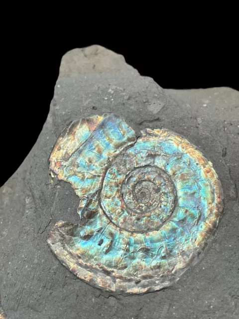 Irisierender Ammonit fossiler Psiloceras Planorbis Jurassic Ammolite