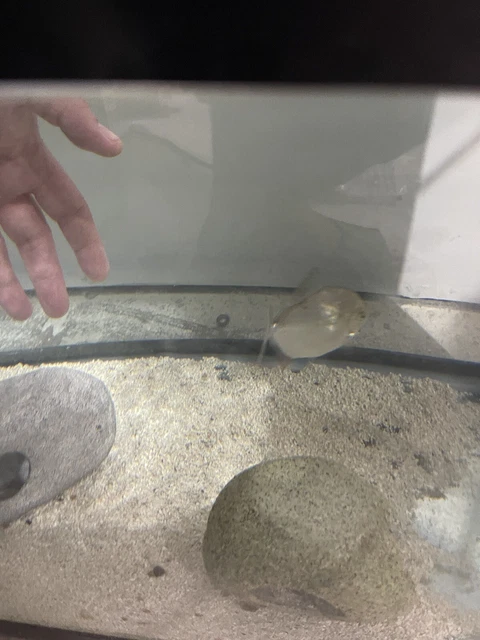 5” Silver Dollar Live Fish