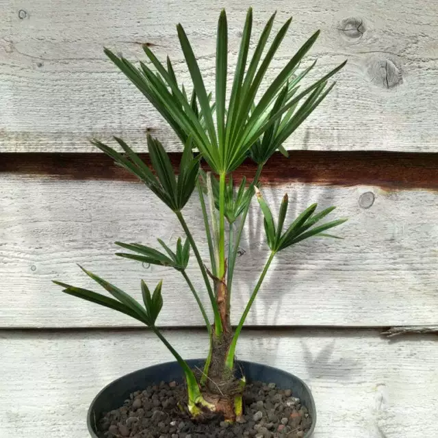 Trachycarpus wagnerianus, tallo/planta/total 5-10/35-40/50-60 cm, 5 ltr. olla