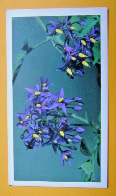 John Player & Son,  Doncella. Woody Nightshade  Card No 14