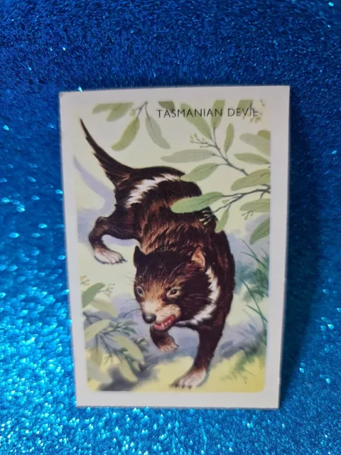 Discover Australia With Shell🏆#16 TASMANIAN DEVIL Card🏆FREE POST