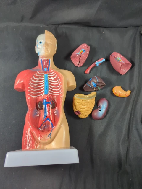 HUMAN TORSO BODY model anatomy anatomical medical internal organs 4 ...