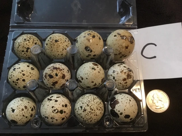 Lote de 12 huevos de codorniz codornix color natural real soplados un agujero artesanías de Pascua C