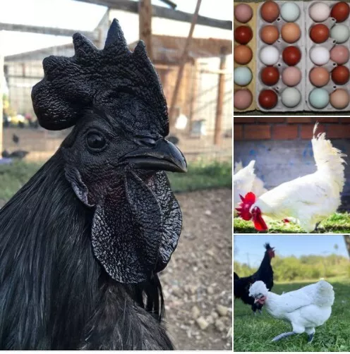 ***VERSANKOSTENFREI***🥚10 Hühner Bruteier🐓 🐔 8 Rassen, Cemani, Strupphuhn..