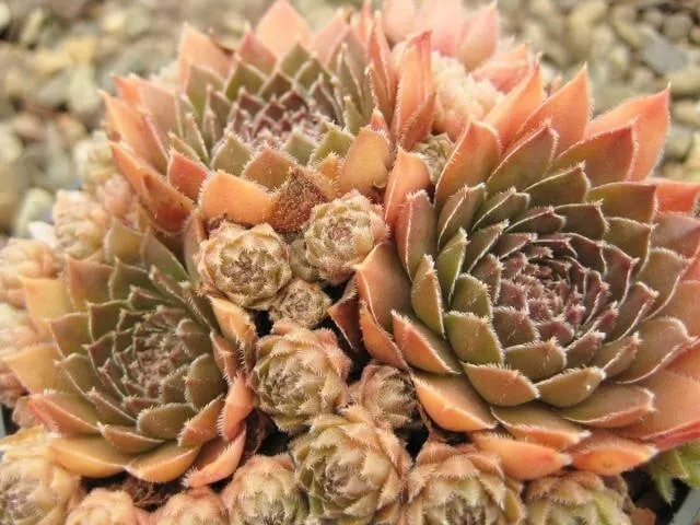 Sempervivum  "Bronze Pastel" ( Amazing Plant !!!!!! ) 3 Plants