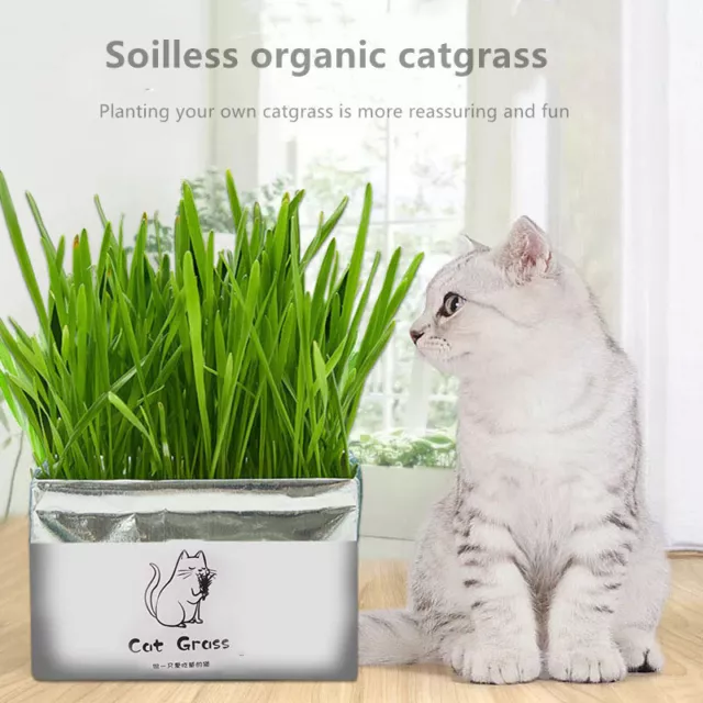 Soilless Bio Cat Grass Snake Growkit Katzengras Pflan ZF