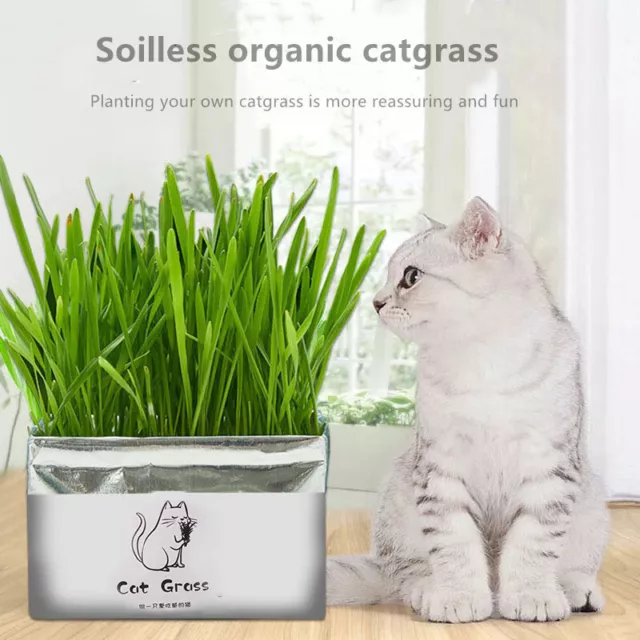Soilless Bio Cat Grass Snake Growkit hierba para gatos plan RF