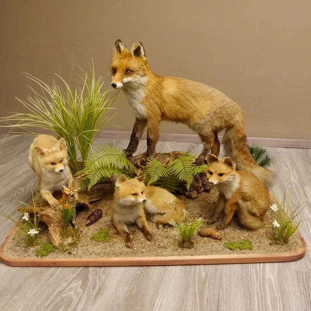 GRAND TROPHÉE TAXIDERMIE elan du cap chasse INSOLITE CURIOSITÉ DECO EUR 700,00 - FR