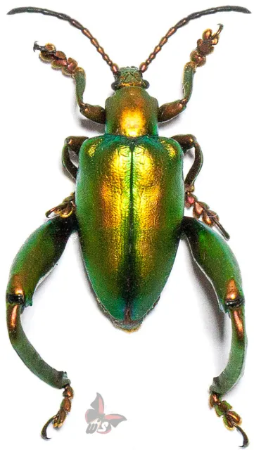 Sagra sp.(longicollis/laticollis) BRIGHT GREEN/REDISH UNMOUNTED beetle
