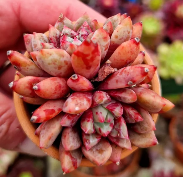 Curruca de sangre Echeveria planta suculenta doble coreana enraizada rara