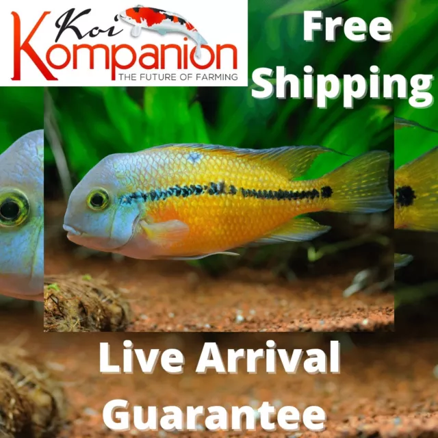 3/5/10/20X Hypsophrys Nicaraguensis Cichlid Freshwat Koi Kompanion Free Shipping