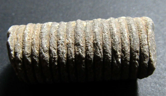 sea fish tail fossil