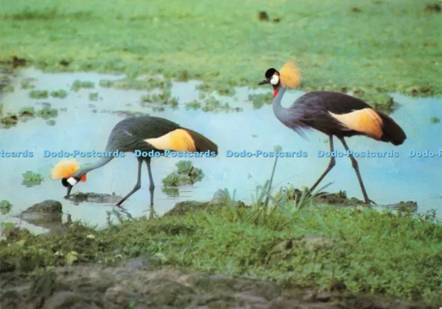 D147785 Crowned Crane. J. Arthur Dixon. African Wild Life Series. Andrew Anderso