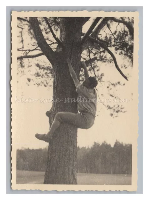 Mann klettert im Baum Marienwerder Kwidzyn Polen Westpreußen 1932 - Altes Foto