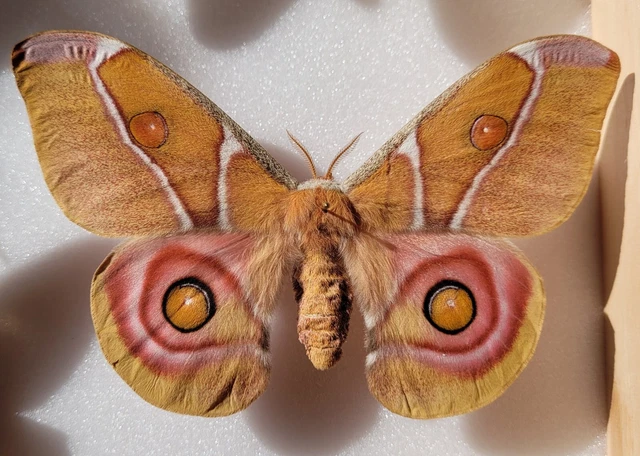 Antherina suraka female A1 very rare 123mm!! Giant