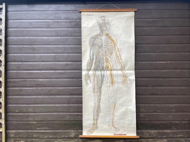 VINTAGE FULL BODY LYMPHATIC SYSTEM medical school chart Anatomy LYMPH ...