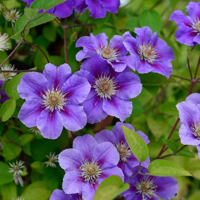 Waldrebe Rhapsody 40-60cm - Clematis