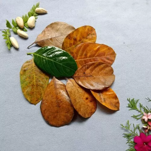 Natural Ceylon Dried Jack Fruit 100pcs Organic bio Shrimp Aquarium Leaves