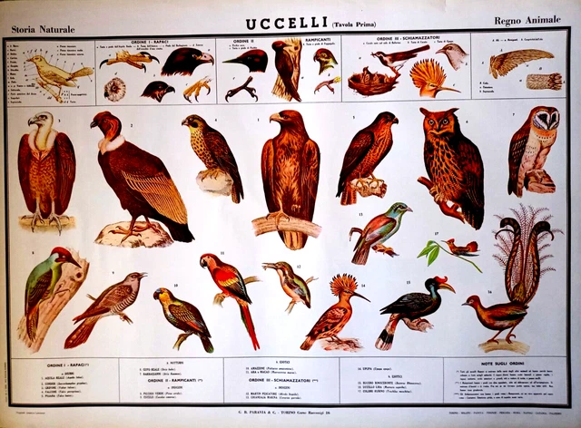 Rarissimo Manifesto Paravia Anni '60 Regno Animale Uccelli Tav.i