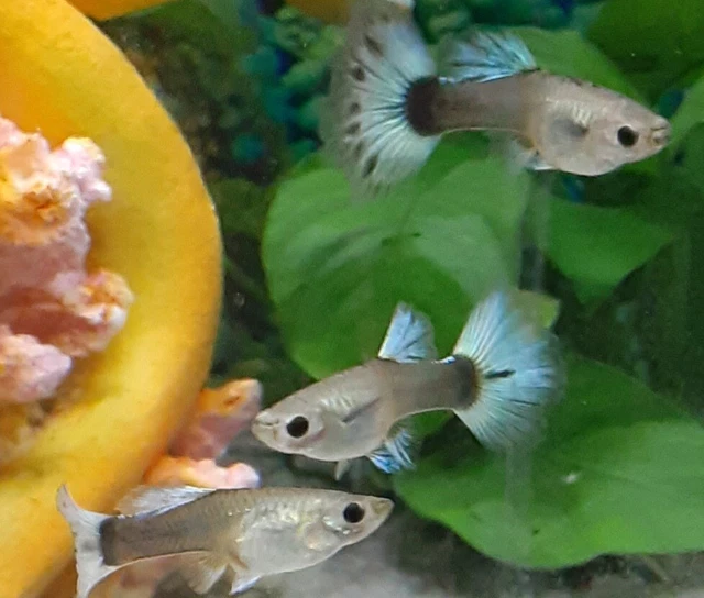 (6) Beautiful (Dumbo Eared) Guppies..5-Female Babies & 1-Male Baby..(6 Total)🐠