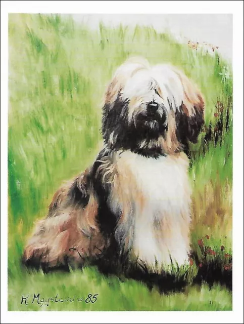 Tibetan Terrier Note Cards ~ by Ruth Maystead ~ 4 pk. Notecards + Free Stickers